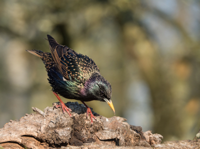 <i class='fa fa-user'></i> Truus Aletta Maan |   Spreeuw  <i class='fa fa-eye'> 156</i>  <i class='fa fa-thumbs-up'> 1</i>   <i class='fa fa-comment-o'> 3</i>