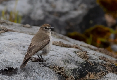 <i class='fa fa-user'></i> charlysax |   Rotsgrondtiran  <i class='fa fa-eye'> 118</i>   <i class='fa fa-comment-o'> 2</i>