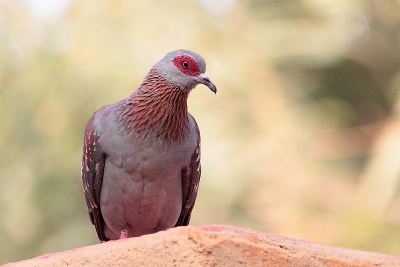 De eerste vogel die ik de eerste dag in ons hotel zag, maar het duurde even voor ik de soort enigszins ordentelijk kon vastleggen. Meestal zaten ze op de parking, tussen het snoeisel, enz... Hier kon ik n exemplaar vestleggen op het dak van het Welness Center. De pastelkleuren sluiten goed aan bij het verenkleed van de duif.