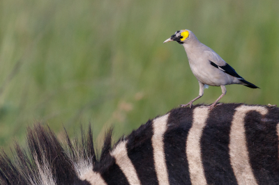 <i class='fa fa-user'></i> Louis56 |   Lelspreeuw  <i class='fa fa-eye'> 200</i>  <i class='fa fa-thumbs-up'> 2</i>   <i class='fa fa-comment-o'> 3</i>