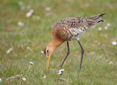 De Grutto op zoek naar wat lekkers. Eerste keer dat ik ze van zo kortbij kon zien en vastleggen, het leek alsof ze een soort wormen/larven uit de grond pikten.

Daar heb ik er ook nog van.

Uit het handje genomen.