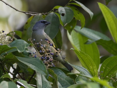 <i class='fa fa-user'></i> Paul van Giersbergen |   Geelvleugeltangare  <i class='fa fa-eye'> 102</i>  <i class='fa fa-thumbs-up'> 1</i>   <i class='fa fa-comment-o'> 4</i>
