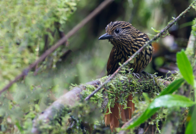 <i class='fa fa-user'></i> charlysax |   Andesboomjager  <i class='fa fa-eye'> 133</i>  <i class='fa fa-thumbs-up'> 8</i>   <i class='fa fa-comment-o'> 8</i>