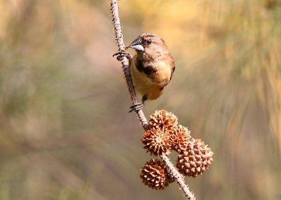 In de plaatselijke tuinen was ik Kleine Monarchvlinders aan het fotograferen tot ... deze kleine vogeltjes iel begonnen fluiten. Ze zijn nauwelijks groter dan de vlinders en ik ben tevreden dat ik ze berhaupt heb kunnen vastleggen.