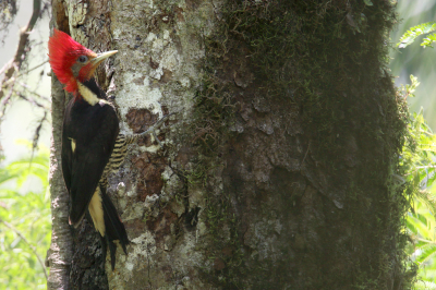 <i class='fa fa-user'></i> Martjan Lammertink |   Helmspecht  <i class='fa fa-eye'> 171</i>  <i class='fa fa-thumbs-up'> 6</i>   <i class='fa fa-comment-o'> 4</i>