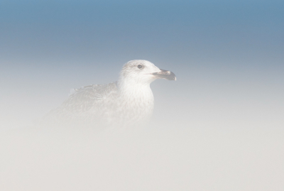 <i class='fa fa-user'></i> keesvanderklauw |   Grote Mantelmeeuw  <i class='fa fa-eye'> 244</i>  <i class='fa fa-thumbs-up'> 16</i>   <i class='fa fa-comment-o'> 8</i>