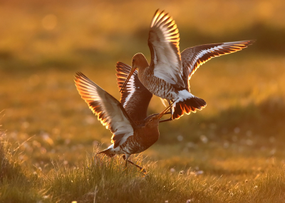 <i class='fa fa-user'></i> Marcel Langelaan |   Grutto  <i class='fa fa-eye'> 387</i>  <i class='fa fa-thumbs-up'> 17</i>   <i class='fa fa-comment-o'> 12</i>