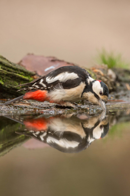 Heel uitzonderlijk plaats ik mijn camera vertikaal. Samen met spiegelbeeld vind ik deze foto geslaagd.