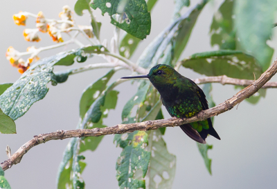 <i class='fa fa-user'></i> charlysax |   Zwartflankpluimbroekje  <i class='fa fa-eye'> 125</i>  <i class='fa fa-thumbs-up'> 5</i>   <i class='fa fa-comment-o'> 6</i>