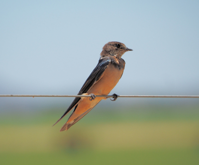 <i class='fa fa-user'></i> guido mwm |   Holenzwaluw  <i class='fa fa-eye'> 198</i>  <i class='fa fa-thumbs-up'> 2</i>   <i class='fa fa-comment-o'> 8</i>