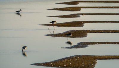 Er zijn veel hele saaie zoutpannen maar er zijn er ook waar lijnen en vogels een voortdurende bron van inspiratie vormen.