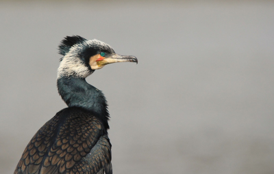 <i class='fa fa-user'></i> luutgroeneveld |   Aalscholver  <i class='fa fa-eye'> 263</i>  <i class='fa fa-thumbs-up'> 15</i>   <i class='fa fa-comment-o'> 10</i>
