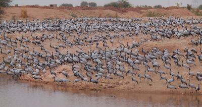 <i class='fa fa-user'></i> Gerard Visser |   Jufferkraanvogel  <i class='fa fa-eye'> 348</i>  <i class='fa fa-thumbs-up'> 14</i>   <i class='fa fa-comment-o'> 19</i>