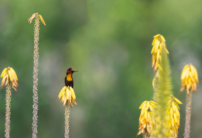 <i class='fa fa-user'></i> charlysax |   Muskietkolibrie  <i class='fa fa-eye'> 230</i>  <i class='fa fa-thumbs-up'> 9</i>   <i class='fa fa-comment-o'> 4</i>