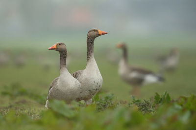 <i class='fa fa-user'></i> Frank Kremer |   Grauwe Gans  <i class='fa fa-eye'> 307</i>  <i class='fa fa-thumbs-up'> 14</i>   <i class='fa fa-comment-o'> 16</i>