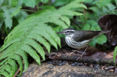 <i class='fa fa-user'></i> Paul van Giersbergen |   Louisianawaterlijster  <i class='fa fa-eye'> 127</i>  <i class='fa fa-thumbs-up'> 6</i>   <i class='fa fa-comment-o'> 6</i>