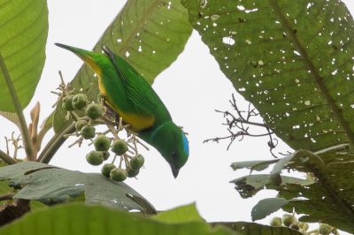 <i class='fa fa-user'></i> Paul van Giersbergen |   Blauwkruinorganist  <i class='fa fa-eye'> 115</i>   <i class='fa fa-comment-o'> 0</i>