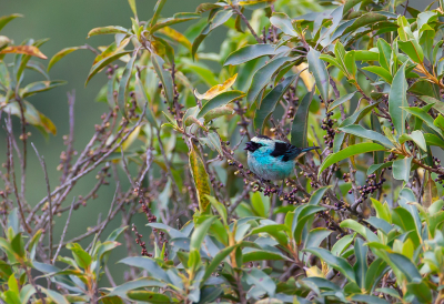 <i class='fa fa-user'></i> charlysax |   Zwartnektangare  <i class='fa fa-eye'> 114</i>   <i class='fa fa-comment-o'> 2</i>