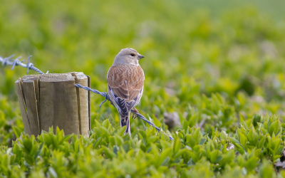 Als toerist in eigen land al fietsend langs de bollenvelden, kwam ik dit vogeltje, die beroemd is geworden door een carnavalskraker, tegen.