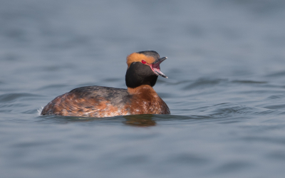 <i class='fa fa-user'></i> Vincent Vuik |   Kuifduiker  <i class='fa fa-eye'> 367</i>  <i class='fa fa-thumbs-up'> 11</i>   <i class='fa fa-comment-o'> 10</i>