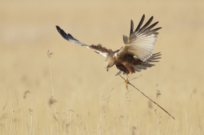 <i class='fa fa-user'></i> Ben Reitsma |   Bruine Kiekendief  <i class='fa fa-eye'> 360</i>  <i class='fa fa-thumbs-up'> 19</i>   <i class='fa fa-comment-o'> 8</i>