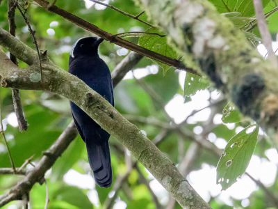 <i class='fa fa-user'></i> Paul van Giersbergen |   Azuurkapgaai  <i class='fa fa-eye'> 108</i>   <i class='fa fa-comment-o'> 1</i>