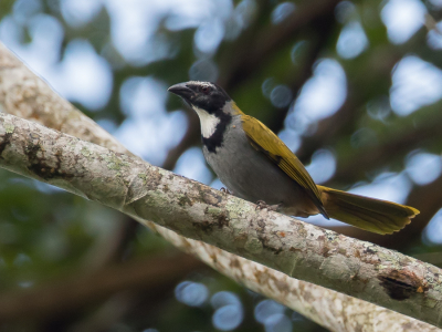 <i class='fa fa-user'></i> Paul van Giersbergen |   Zwartkopsaltator  <i class='fa fa-eye'> 127</i>   <i class='fa fa-comment-o'> 1</i>