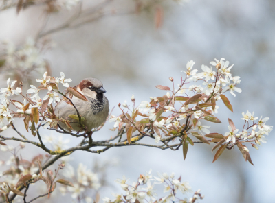 Lente!!! De mus is de "gewoonste" vogel van Nederland en juist dan heb je alle kansen om er een mooie opname van te maken.