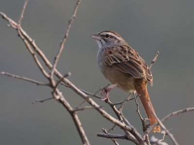 <i class='fa fa-user'></i> Paul van Giersbergen |   Kaneelstaartgors  <i class='fa fa-eye'> 144</i>  <i class='fa fa-thumbs-up'> 1</i>   <i class='fa fa-comment-o'> 3</i>