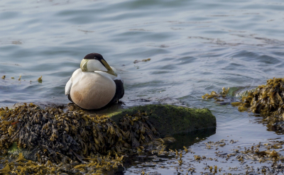 Vind Eiders een fraaie eendensoort, maar erg lastig om er goed op te krijgen. Ik heb de foto wat donkerder afgewerkt om het wit onder controle te houden.