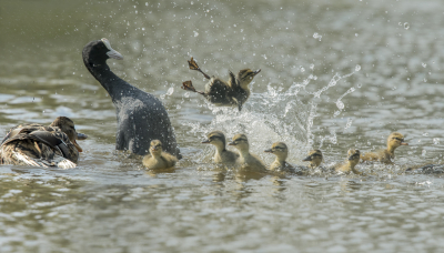 een vervolg op de eerste foto van het jonge eendje dat in de lucht vloog, na een heftige ruzie tussen de moedereend en de meerkoet.