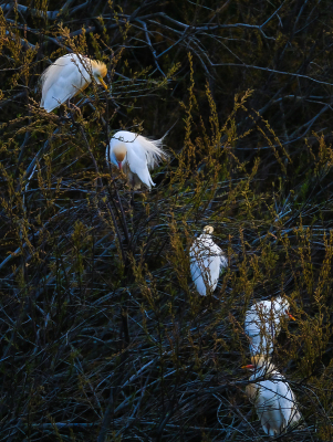 Elke avond een heel gedoe als koereigers en kleine zilverreigers een slaap plaats zochten. Ben heel regelmatig tegen het vallen van de avond even gaan kijken.