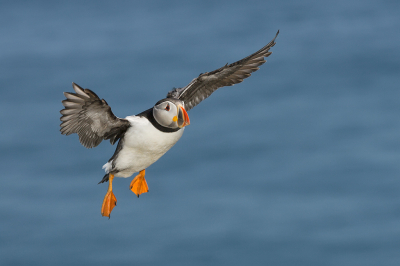 Papegaaiduiker in vlucht, gefotografeerd op Saltee Island voor de kust van Ierland tijdens een workshop.