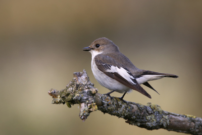 <i class='fa fa-user'></i> Gejo Wassink |   Bonte Vliegenvanger  <i class='fa fa-eye'> 436</i>  <i class='fa fa-thumbs-up'> 21</i>   <i class='fa fa-comment-o'> 11</i>