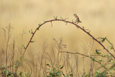 <i class='fa fa-user'></i> Frank Kremer |   Kneu  <i class='fa fa-eye'> 471</i>  <i class='fa fa-thumbs-up'> 10</i>   <i class='fa fa-comment-o'> 10</i>