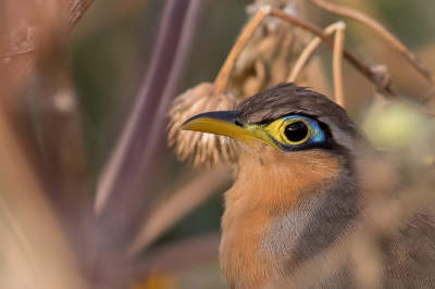 <i class='fa fa-user'></i> Paul van Giersbergen |   Lijsterkoekoek  <i class='fa fa-eye'> 156</i>  <i class='fa fa-thumbs-up'> 3</i>   <i class='fa fa-comment-o'> 6</i>