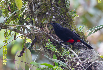 <i class='fa fa-user'></i> charlysax |   Roodbuiktroepiaal  <i class='fa fa-eye'> 123</i>  <i class='fa fa-thumbs-up'> 2</i>   <i class='fa fa-comment-o'> 2</i>