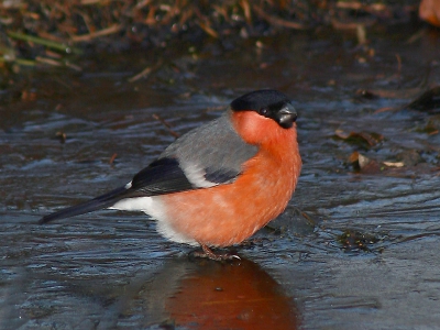 Iso 200 300mm 1/200 F8 Heb helaas geen idee