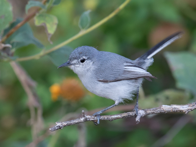 <i class='fa fa-user'></i> Paul van Giersbergen |   Witteugelmuggenvanger  <i class='fa fa-eye'> 143</i>   <i class='fa fa-comment-o'> 5</i>