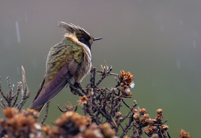 <i class='fa fa-user'></i> charlysax |   Purperbaardhelmkolibrie  <i class='fa fa-eye'> 173</i>  <i class='fa fa-thumbs-up'> 12</i>   <i class='fa fa-comment-o'> 7</i>