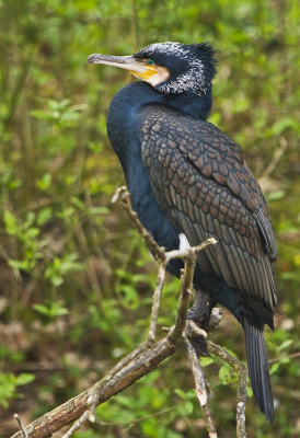 Ik zag nooit iets in Aalscholvers, totdat ik tijdens een Workshop Photoshop als eerste foto een Aalscholver moest bewerken, en ik zag wat een mooie kleuren deze vogels eigenlijk hebben. Ook deze Aalscholver laat weer goed zien dat het echt geen saaie zwarte vogels zijn, zoals ik vroeger dacht.