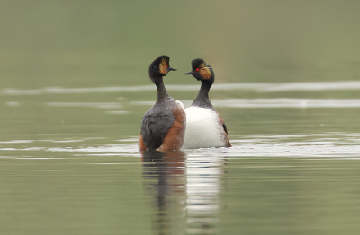 <i class='fa fa-user'></i> Leo Tukker |   Geoorde Fuut  <i class='fa fa-eye'> 355</i>  <i class='fa fa-thumbs-up'> 2</i>   <i class='fa fa-comment-o'> 6</i>