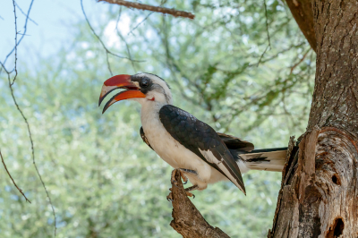 <i class='fa fa-user'></i> Louis56 |   Von der Deckens Tok  <i class='fa fa-eye'> 200</i>  <i class='fa fa-thumbs-up'> 1</i>   <i class='fa fa-comment-o'> 5</i>