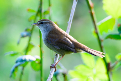 Cetti's zanger in de boomgaard van Tiengemeten.
Normaal is de Cetti een verborgen vogel die je bijna niet ziet. Hier liet hij zich heel even mooi zien in het late middagzonnetje.