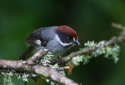 <i class='fa fa-user'></i> charlysax |   Grijsborststruikgors  <i class='fa fa-eye'> 142</i>  <i class='fa fa-thumbs-up'> 5</i>   <i class='fa fa-comment-o'> 3</i>