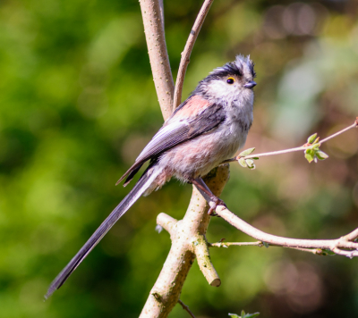 In de tuin bij de buren zijn de staartmezen net als elk jaar aan het broeden, ze komen regelmatig in onze tuin om te foerageren. Vaak gaan ze op dezelfde tak zitten, dus heb ik daar mijn statief opgesteld. Echter toen ik hem aan het opstellen was kwam de mees al recht voor me zitten, gelukkig stond de camera goed ingesteld en kon ik deze foto maken voor hij weer weg vloog.