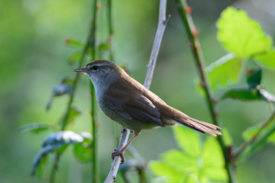 Cetti's zanger in de boomgaard van Tiengemeten.
Normaal is de Cetti een verborgen vogel die je bijna niet ziet. Hier liet hij zich heel even mooi zien in het late middagzonnetje.