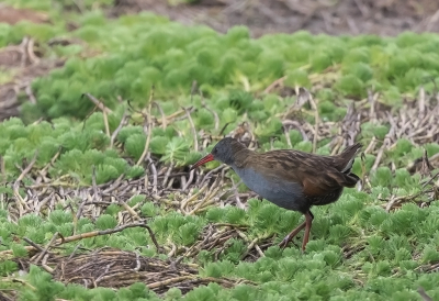 <i class='fa fa-user'></i> charlysax |   Bogotwaterral  <i class='fa fa-eye'> 145</i>   <i class='fa fa-comment-o'> 1</i>