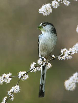 <i class='fa fa-user'></i> Gejo Wassink |   Staartmees  <i class='fa fa-eye'> 431</i>  <i class='fa fa-thumbs-up'> 13</i>   <i class='fa fa-comment-o'> 11</i>