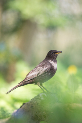 <i class='fa fa-user'></i> erik1966 |   Beflijster  <i class='fa fa-eye'> 265</i>  <i class='fa fa-thumbs-up'> 3</i>   <i class='fa fa-comment-o'> 4</i>